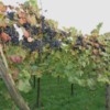 Tumbnail van de wijngaard