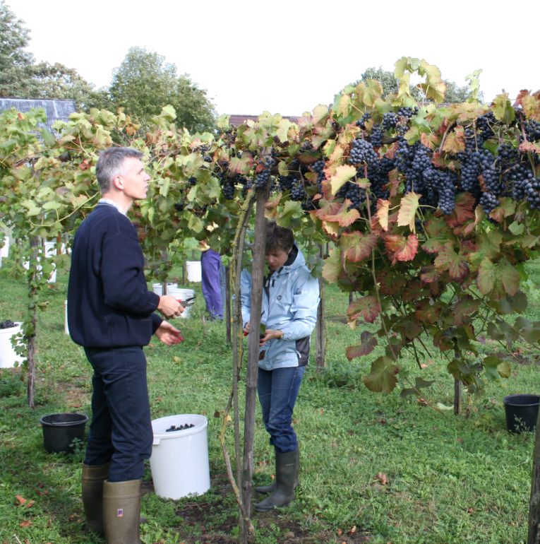 Foto van het druivenplukken in de wijngaard