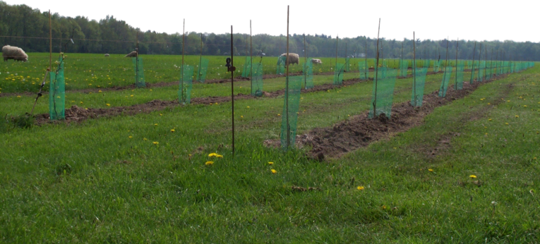 Foto van jonge aanplant in de wijngaard